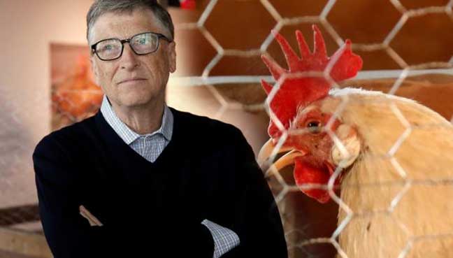 Photo of Bill Gates: Uzgojem pilića protiv siromaštva